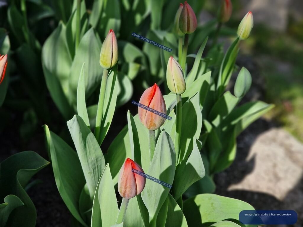 Unopened tulip buds among green leaves in bright garden sunlight