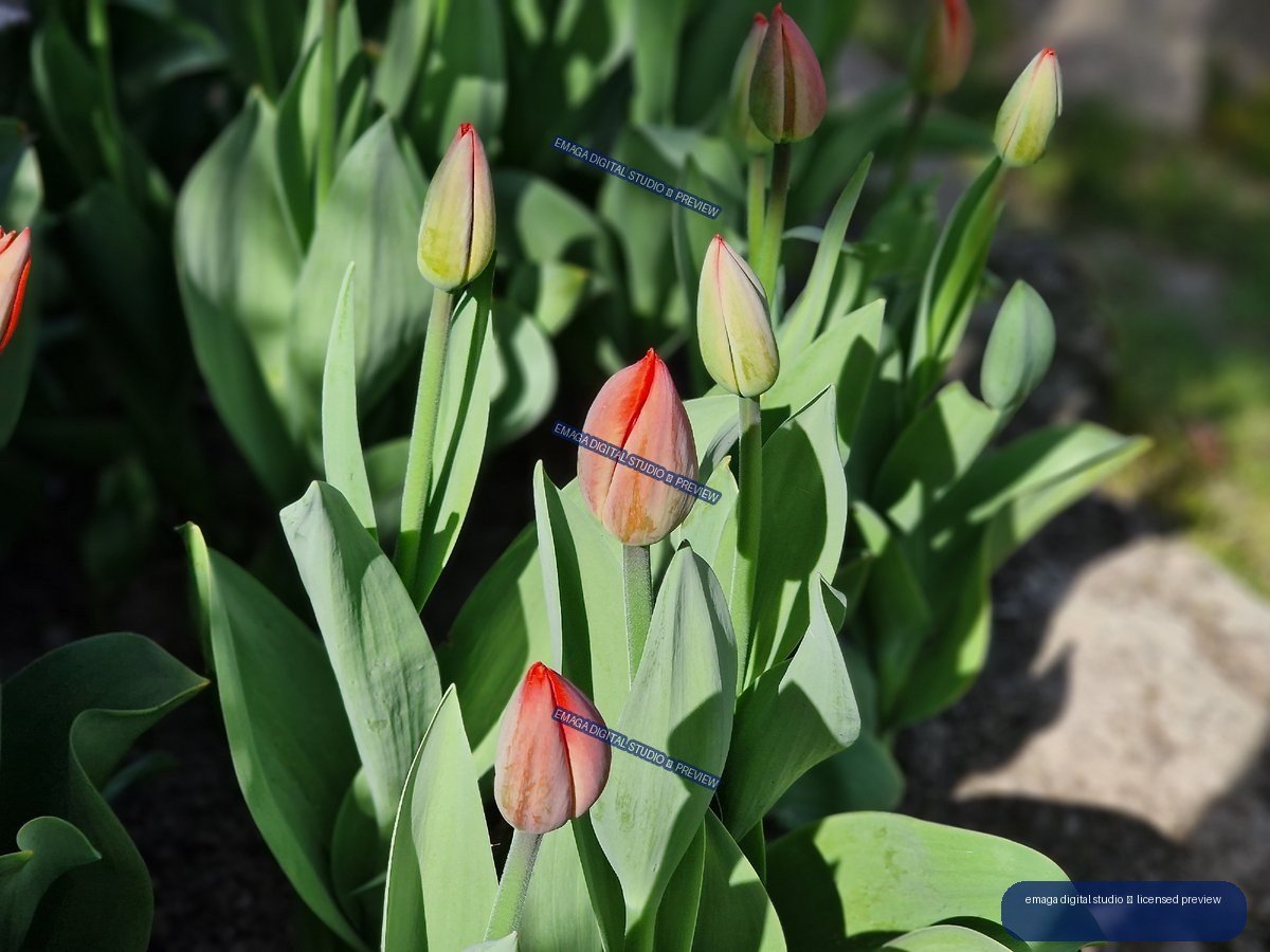 Unopened tulip buds among green leaves in bright garden sunlight
