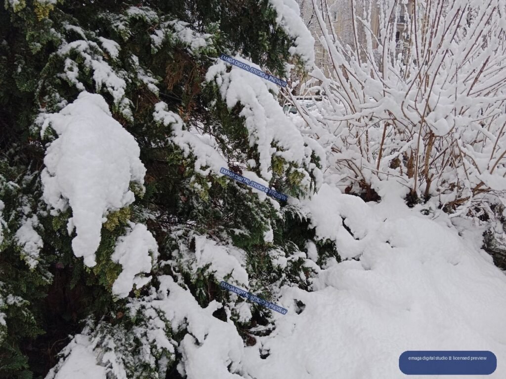 Fresh snow blankets evergreen foliage and bare branches in a close-up winter scene.