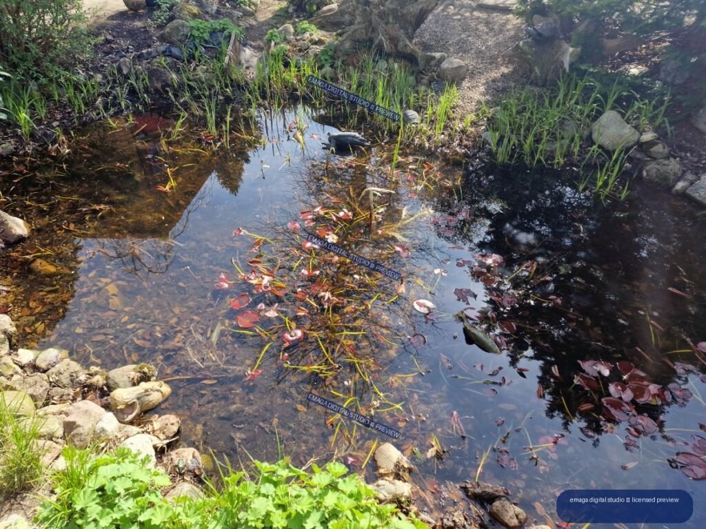 Reflective Garden Pond with Aquatic Plants and Rocky Edges — Hortulus Gardens, Dobrzyca