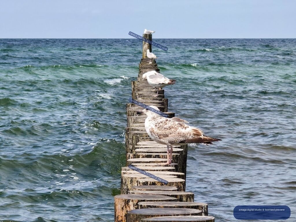 Several seagulls perch along a weathered wooden breakwater extending into choppy blue-green sea beneath a pale blue sky.