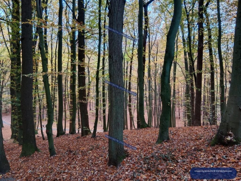 Autumn forest with many tall tree trunks, sparse yellow foliage, and a carpet of fallen brown leaves.