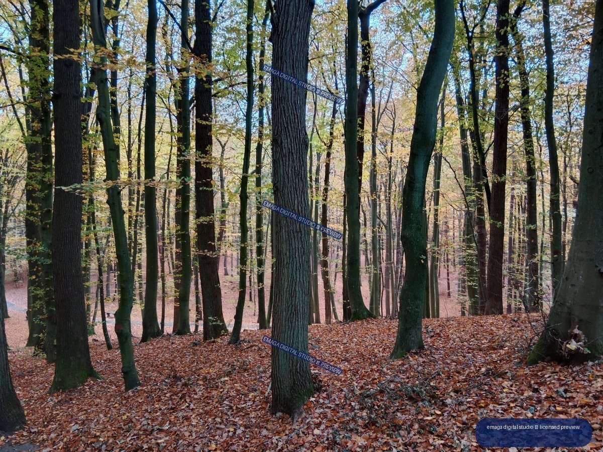 Autumn forest with many tall tree trunks, sparse yellow foliage, and a carpet of fallen brown leaves.