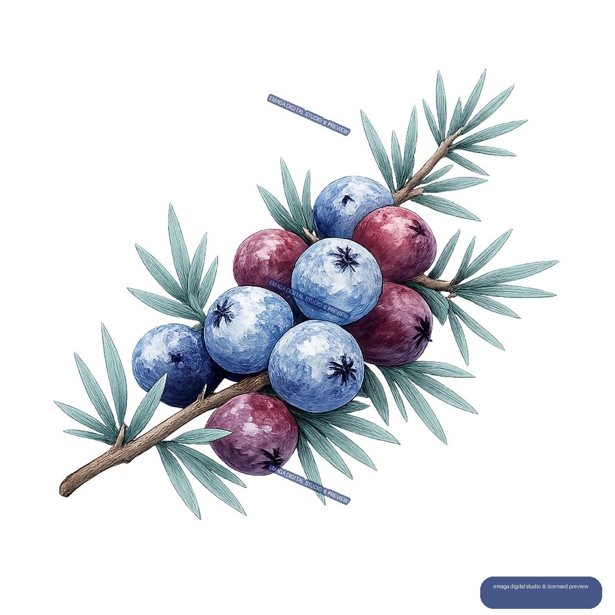 Watercolor illustration of blue and burgundy berries on a branch with blue-green evergreen needles.