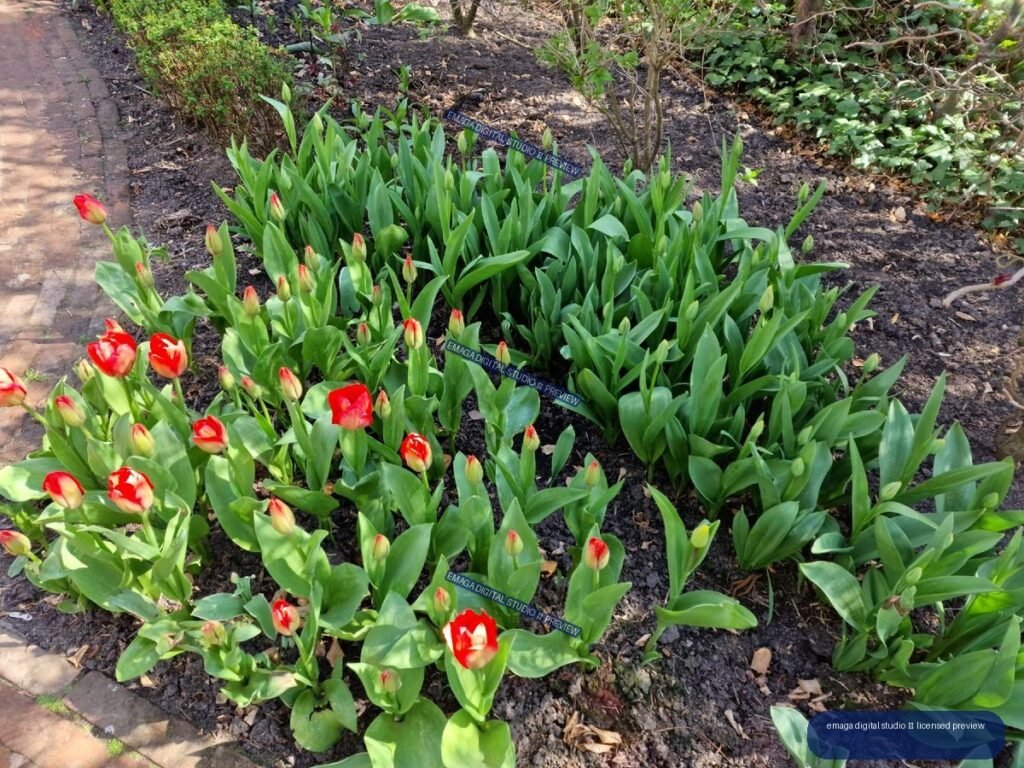 Red and Yellow Tulips Growing in a Spring Garden Bed