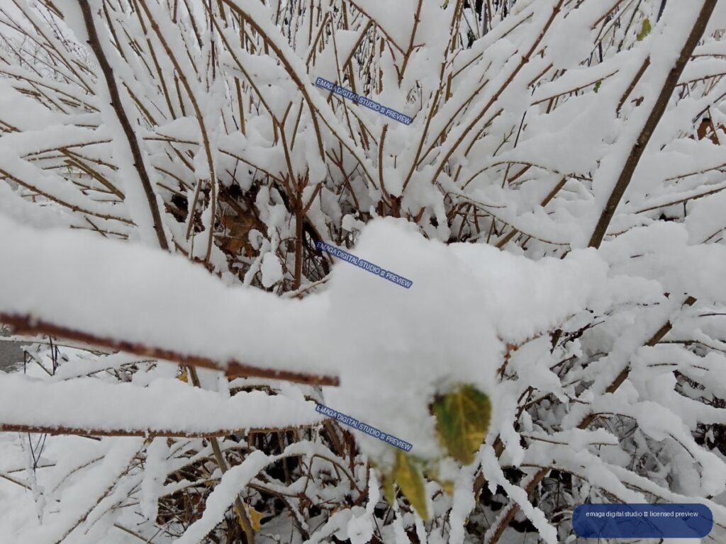 Close-up of bare shrub branches heavily covered in white snow, with a few green and yellow leaves visible.