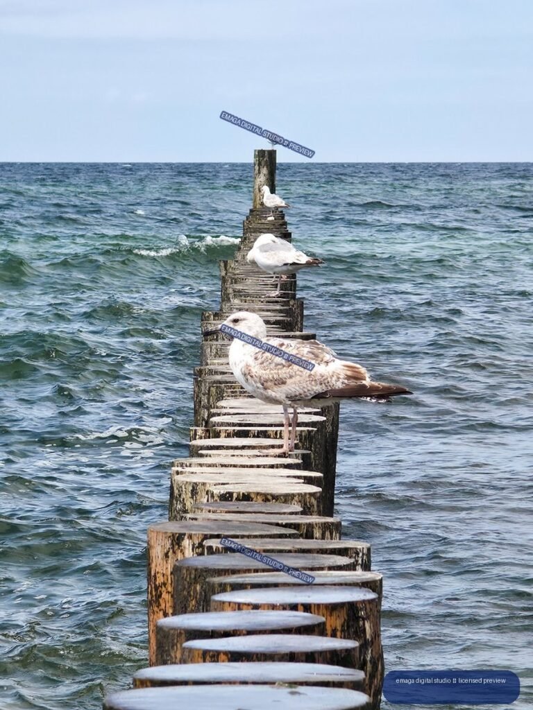 Several seagulls perch along a weathered wooden breakwater extending into choppy blue-green sea beneath a pale blue sky.