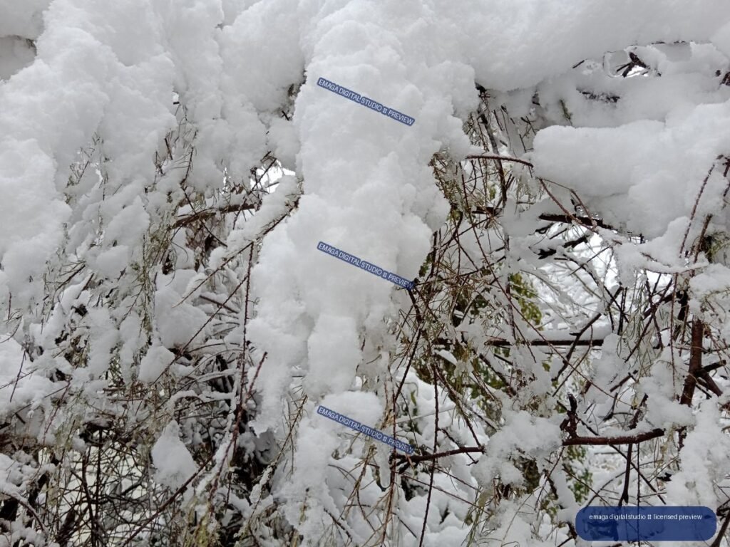 Close-up of thick fresh snow covering tangled brown branches and sparse green foliage.