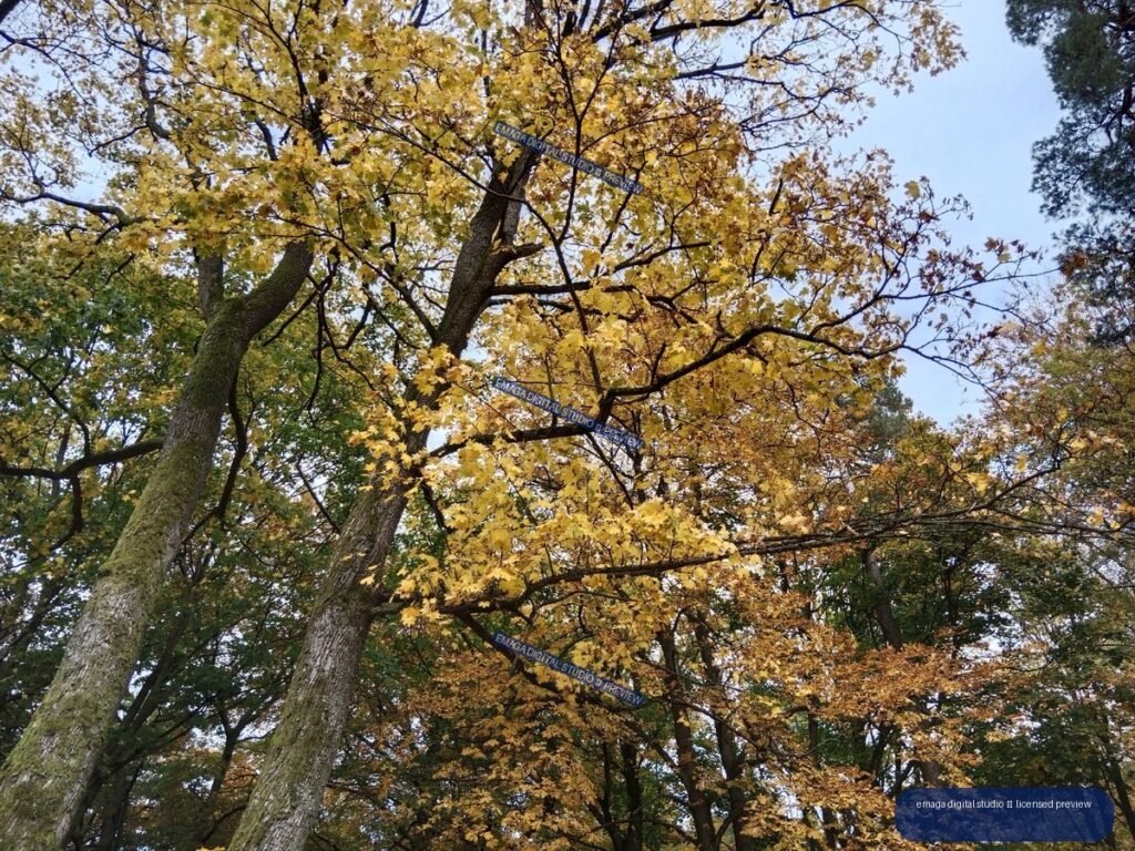 Upward view of tall woodland trees with golden autumn leaves, dark branches, green foliage, and pale blue sky.
