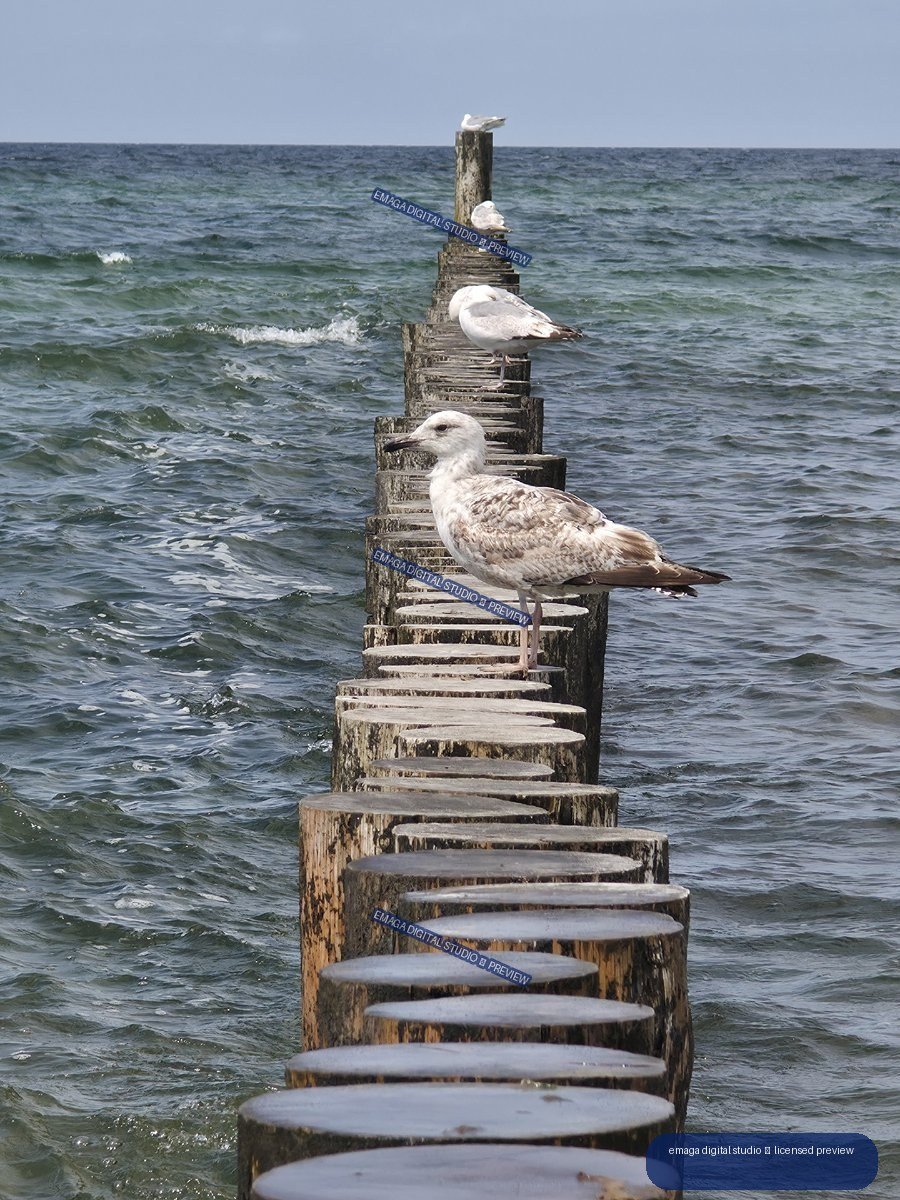 Several seagulls perched along a weathered wooden breakwater extending into choppy sea water.
