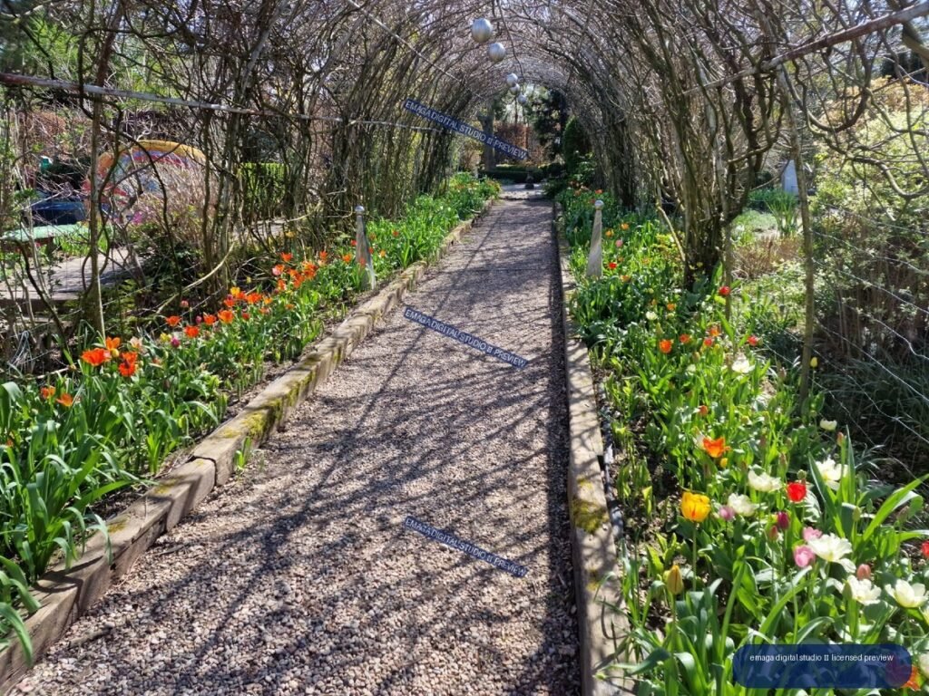 Gravel Garden Path Beneath a Branch Tunnel with Spring Tulips