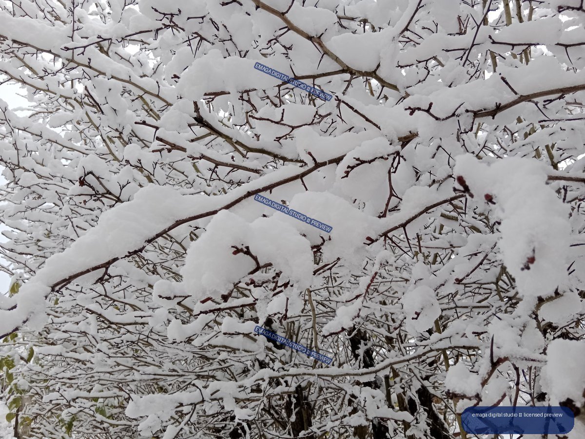 Close-up of bare tree branches covered in thick white snow against a pale sky.
