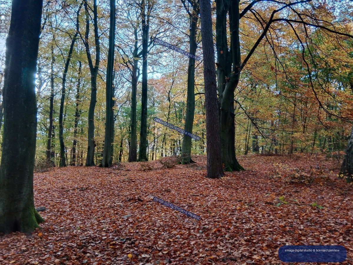 Dense autumn forest with tall tree trunks, colorful foliage, and a ground covered in fallen leaves.