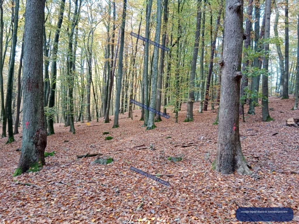 Autumn deciduous forest with tall trees, yellow-green foliage, and a leaf-covered sloping ground.