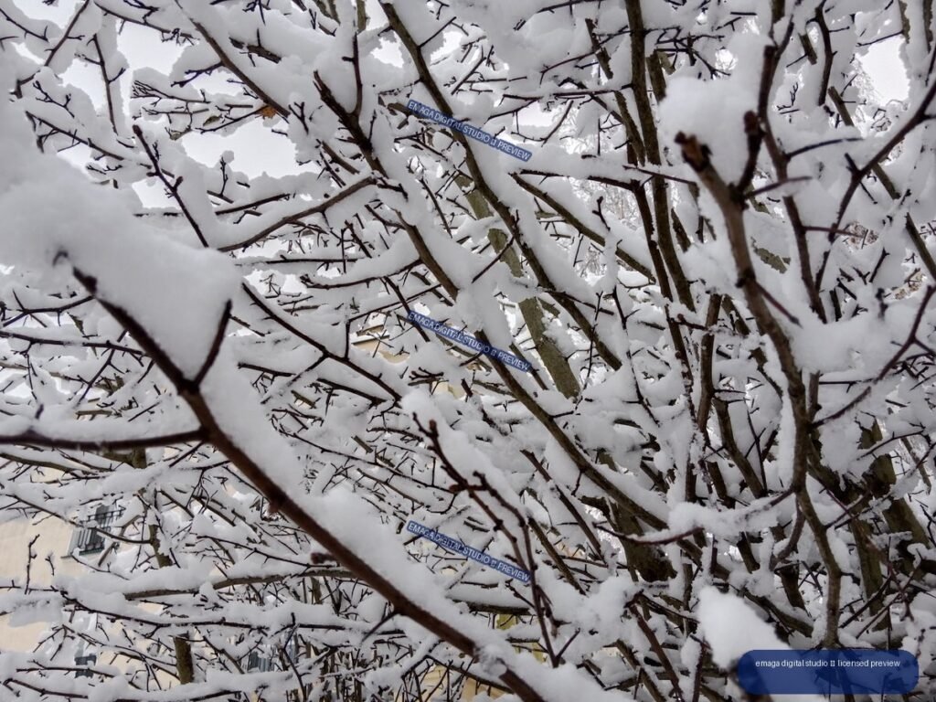 Leafless branches densely covered with white snow in an overcast winter scene.