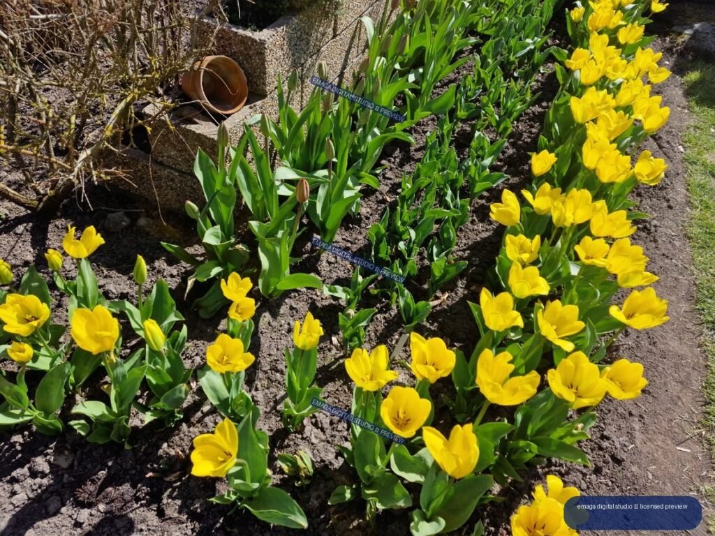Yellow tulips blooming in a sunny landscaped garden bed — Hortulus Gardens, Dobrzyca