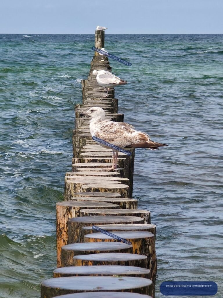 Several seagulls perch on a weathered wooden breakwater stretching into choppy blue-green sea beneath a pale blue sky.