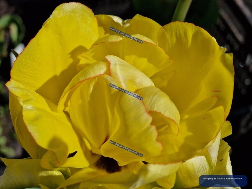 Close-Up of a Yellow Double Tulip in Bright Sunlight