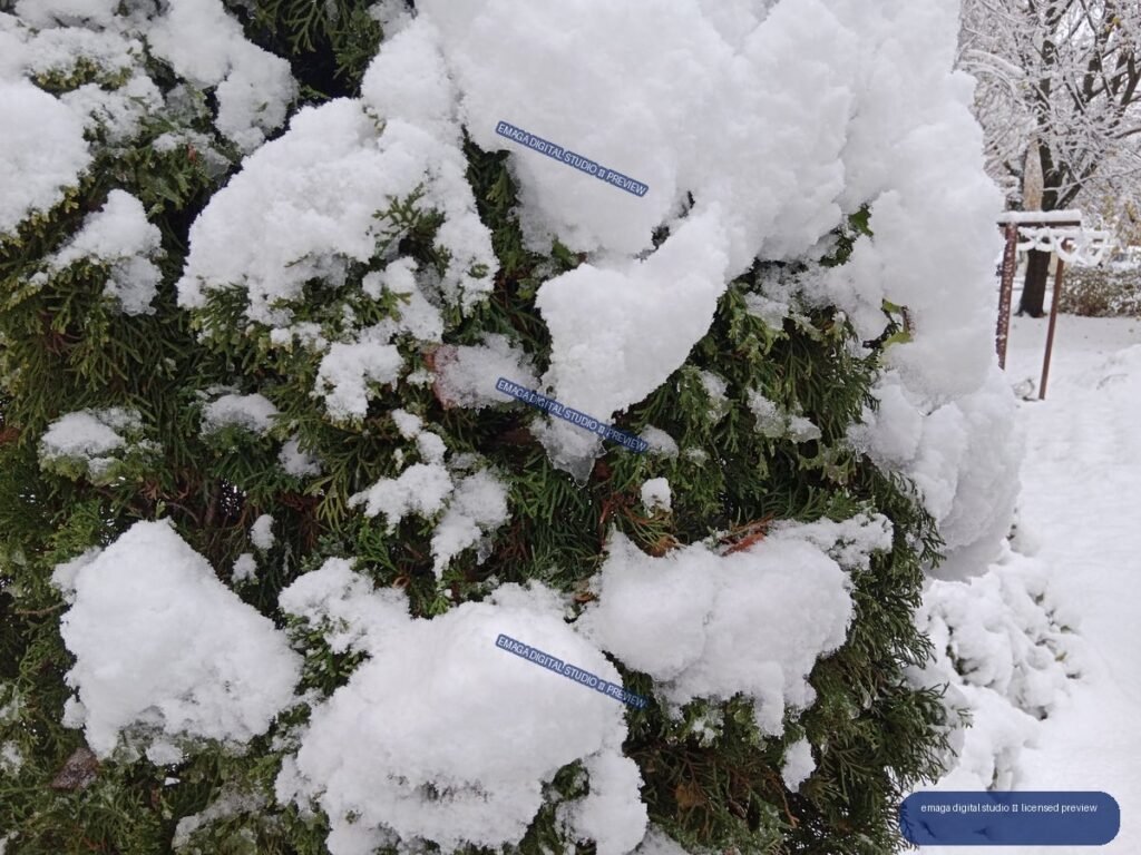 Evergreen branches heavily covered in fresh white snow, with a snowy garden path and trees behind them.