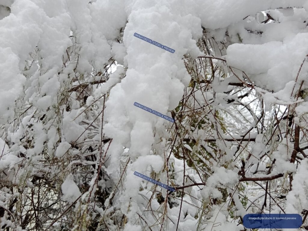 Close-up of thick snow covering tangled branches and sparse leaves.