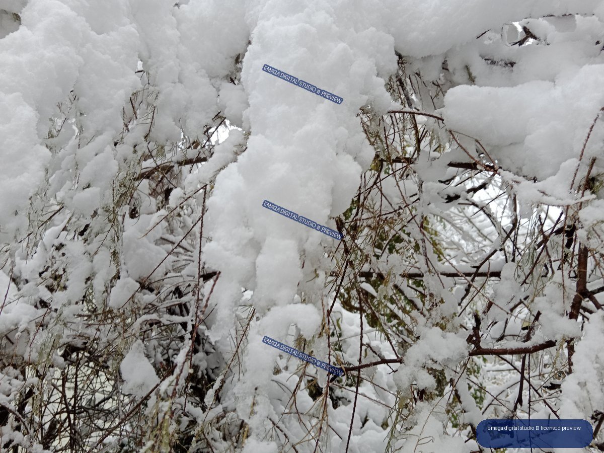 Close-up of thick snow covering tangled branches and sparse leaves.