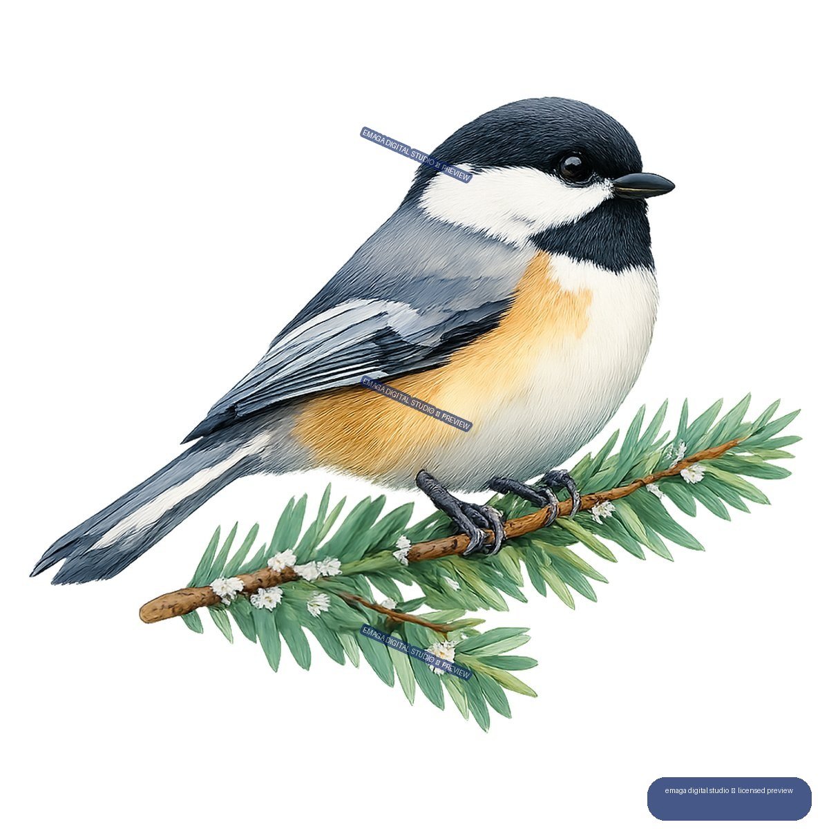 Black-capped chickadee perched on a flowering evergreen branch, isolated on transparency.