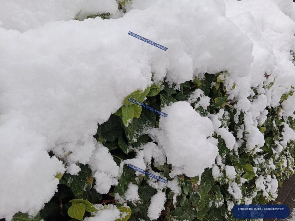 Close-up of dense green foliage covered in thick, fresh white snow, with pavement visible at the right edge.