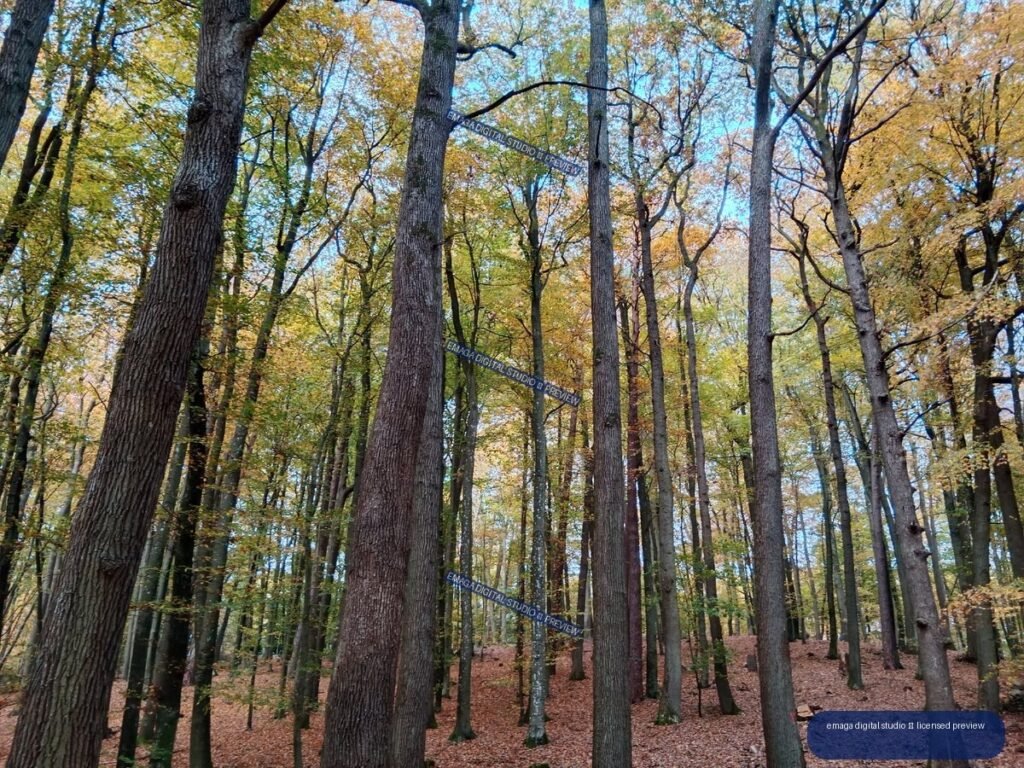 Dense autumn forest with tall tree trunks, golden foliage, blue sky, and a leaf-covered forest floor.