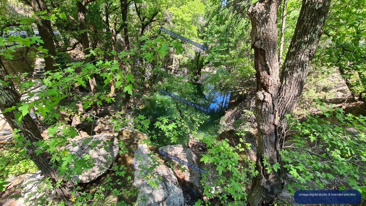 Sunlit Woodland Stream Framed by Trees and Green Foliage