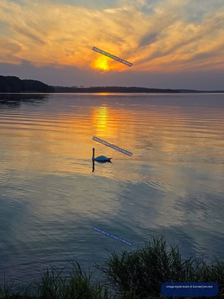 Swan gliding across a calm lake beneath a glowing orange sunset, with distant wooded shorelines and foreground reeds.