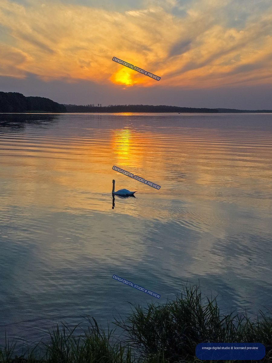 Swan gliding across a calm lake beneath a glowing orange sunset, with distant wooded shorelines and foreground reeds.