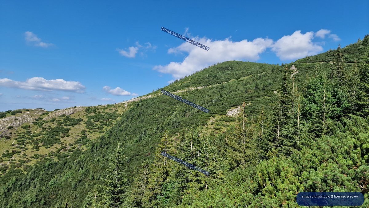Mountain ridge covered in conifers and alpine shrubs beneath a blue sky with scattered clouds.
