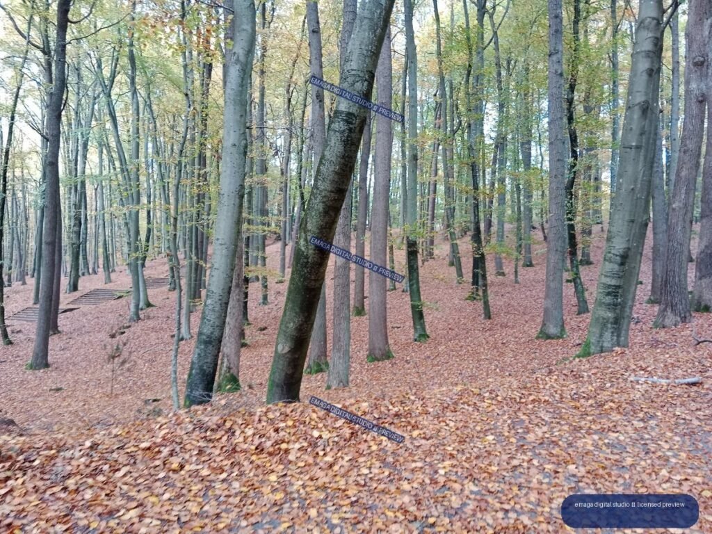 Autumn forest with tall trees, sparse foliage, fallen leaves, and wooden steps on the left.