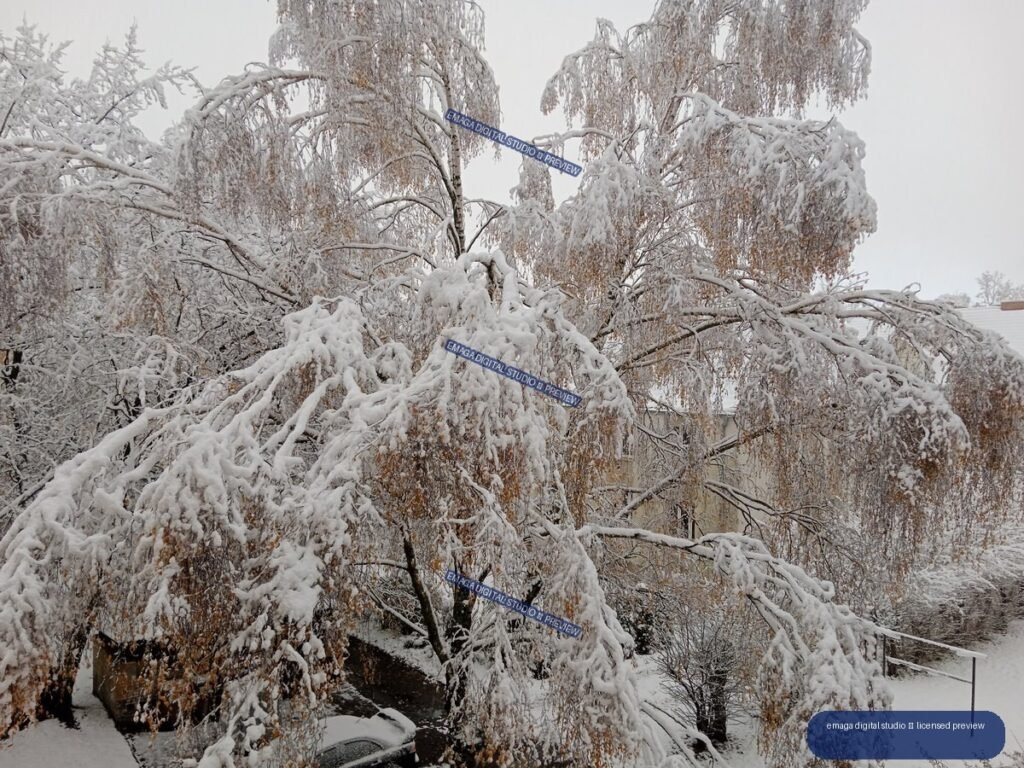 Snow-covered birch trees with drooping branches, brown leaves, houses, and a snowy path beneath an overcast sky.