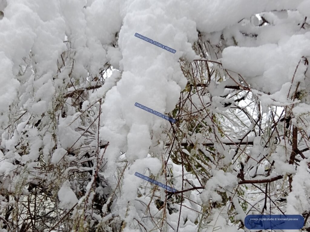 Close-up of thick white snow covering tangled branches with a few green leaves visible.