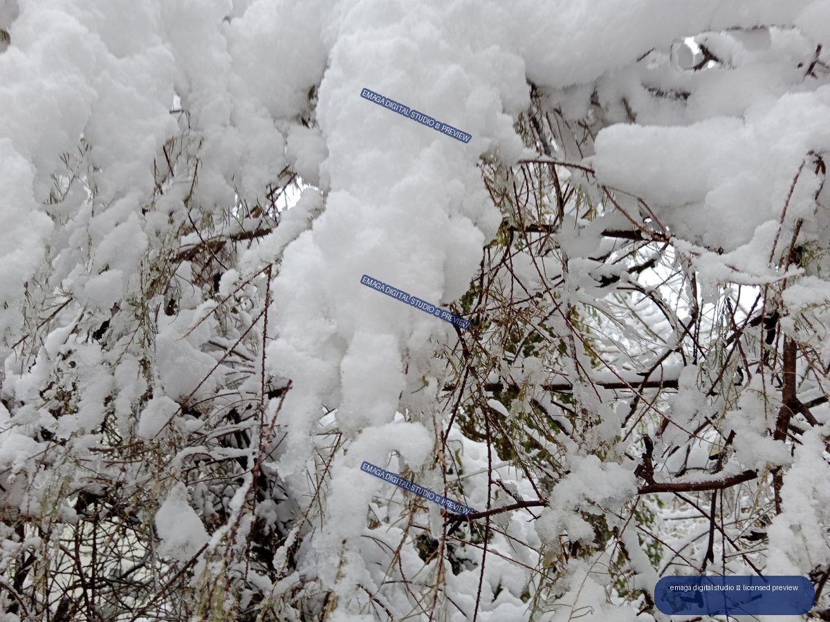 Close-up of thick white snow covering tangled branches with a few green leaves visible.