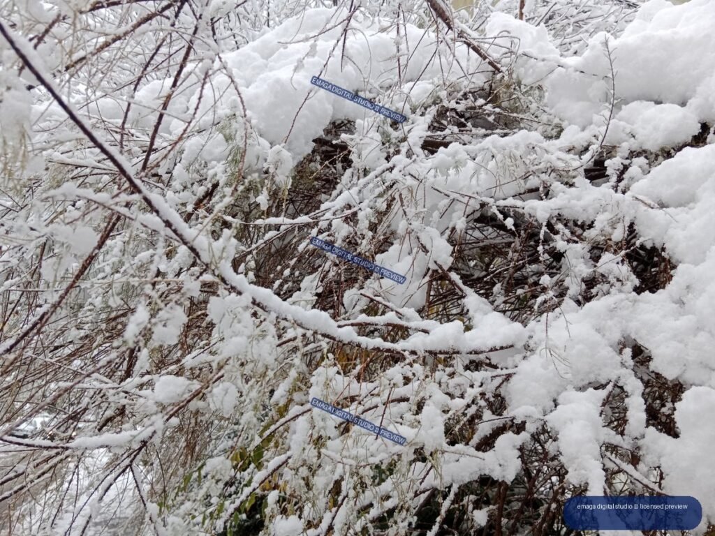 Close-up of tangled branches and vegetation covered in fresh white snow.