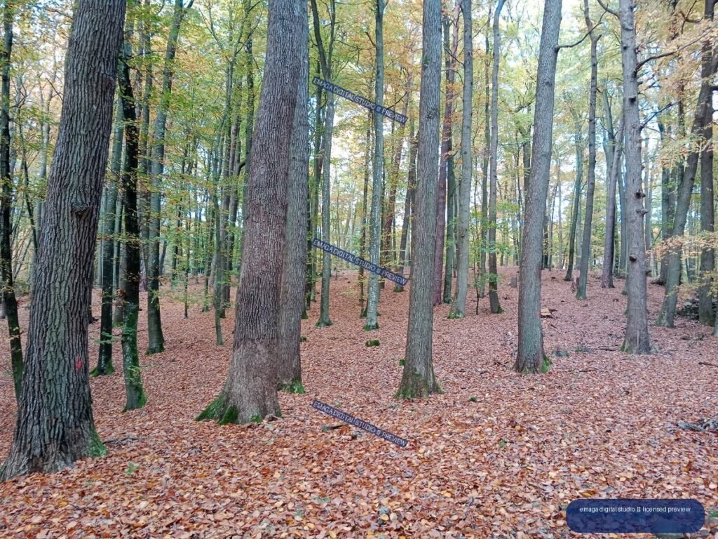 Autumn forest with tall deciduous trees and a ground covered in fallen leaves.
