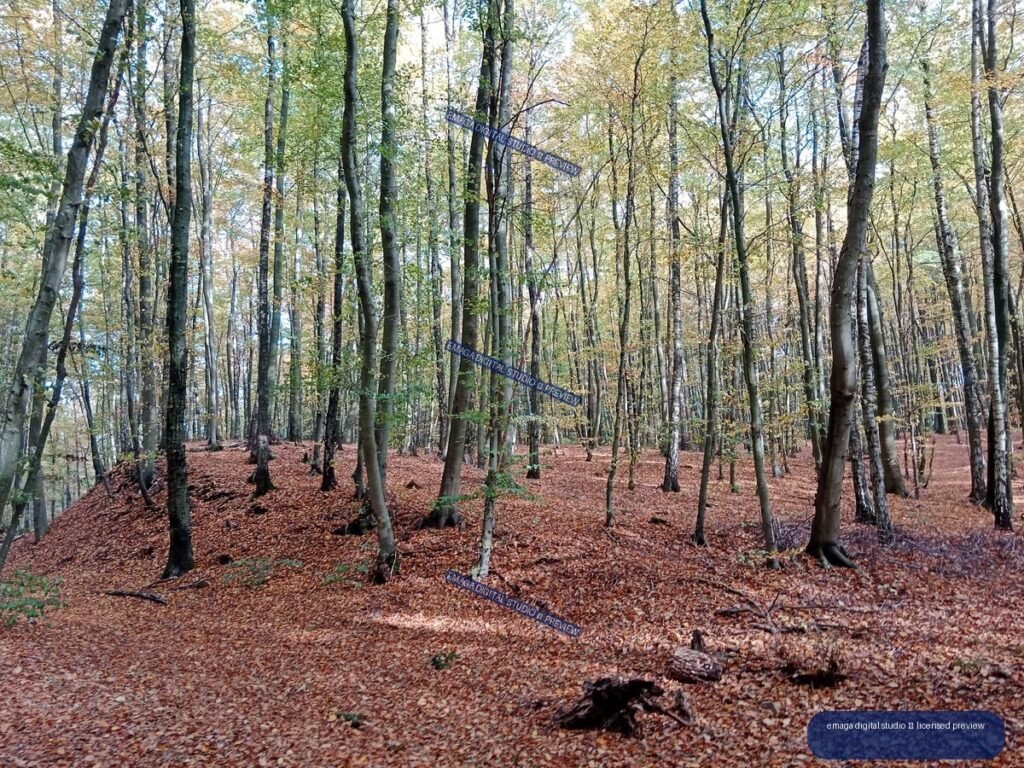 Autumn forest with tall slender trees, pale yellow foliage, and a leaf-covered brown forest floor.