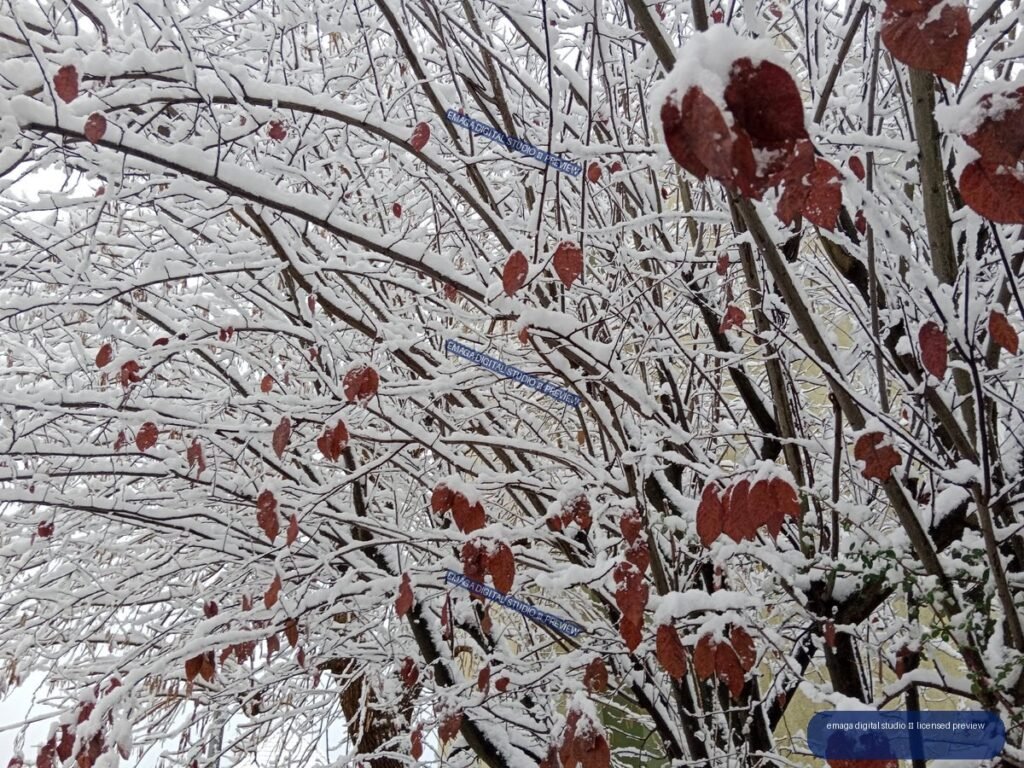 Snow-covered branches densely filled with reddish-brown leaves in a winter woodland scene.
