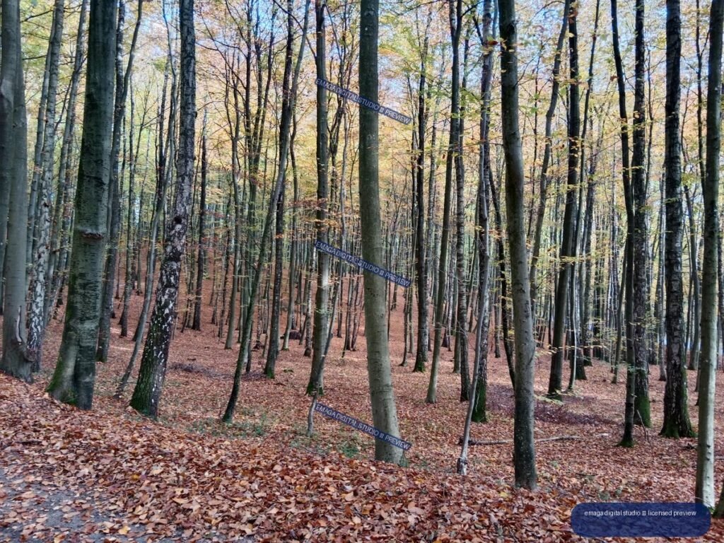 Dense autumn woodland with tall slender trees, sparse golden foliage, and a leaf-covered forest floor.