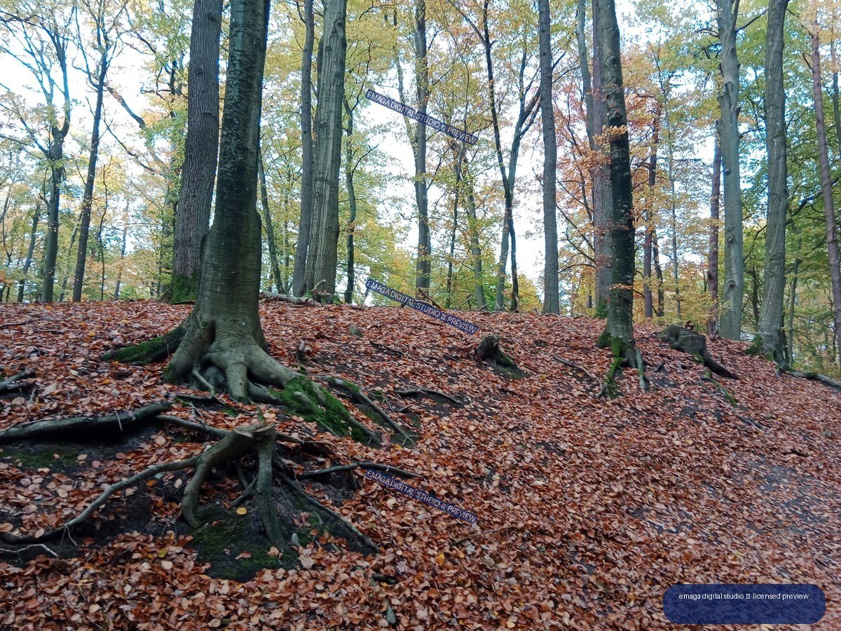Autumn forest with tall trees, exposed roots, moss, and a ground covered in rust-colored fallen leaves.