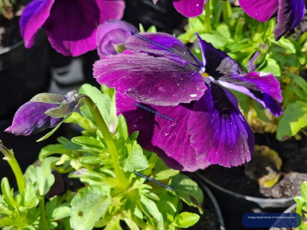 Close-up of Purple Pansies at Hortulus Gardens, Dobrzyca, Poland