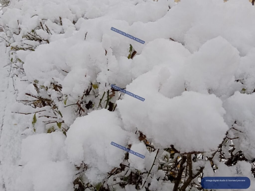Close-up of thick white snow covering the branches and leaves of a shrub.