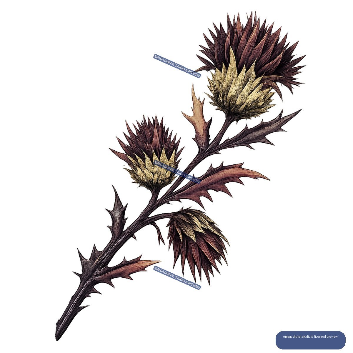 Detailed dark purple and gold thistle-like botanical stem with three spiky flower heads and serrated leaves, isolated.