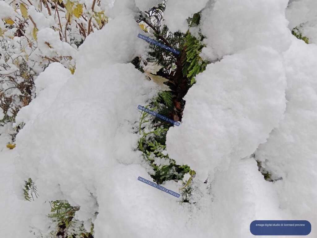 Close-up of evergreen branches buried beneath thick white snow, with green foliage and a few yellow leaves visible.