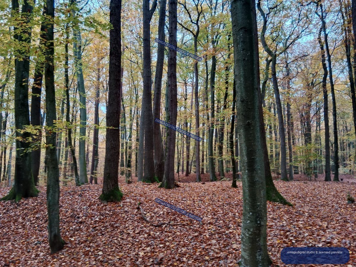 Autumn forest with tall tree trunks, sparse golden foliage, and a leaf-covered woodland floor.