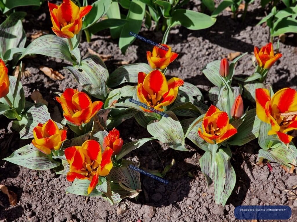 Orange and Yellow Tulips at Hortulus Gardens, Dobrzyca, Poland