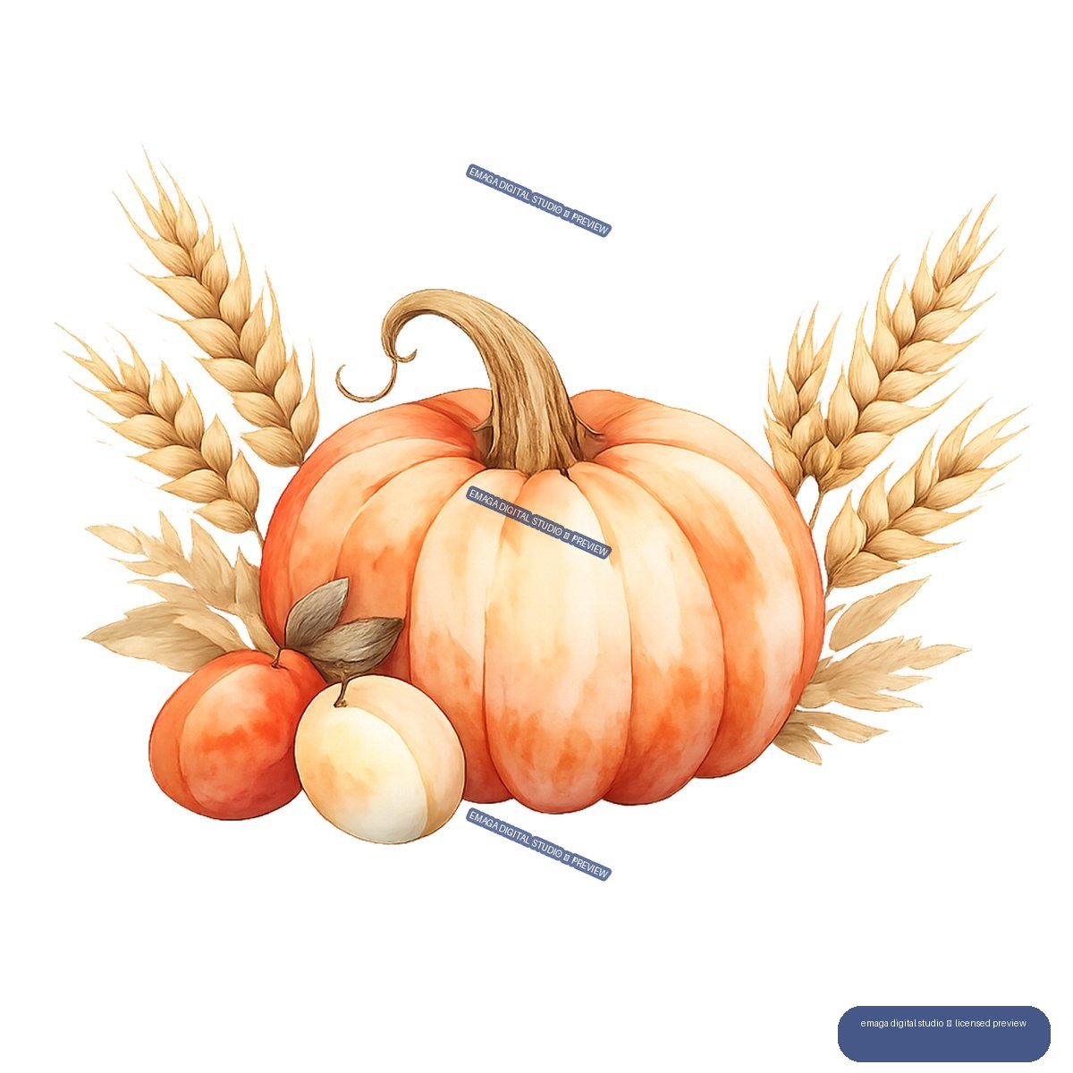 Watercolor illustration of orange and cream pumpkins with golden wheat stalks and a curled stem.