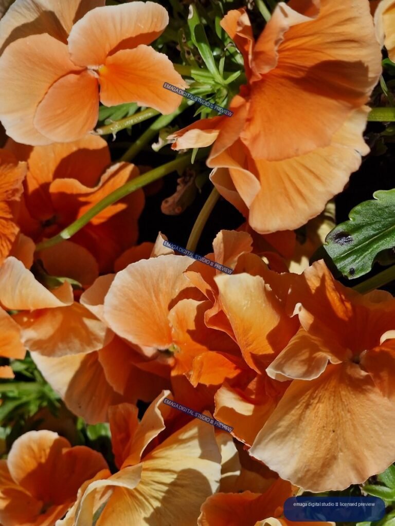 Close-Up of Orange Garden Flowers at Hortulus Gardens, Dobrzyca, Poland